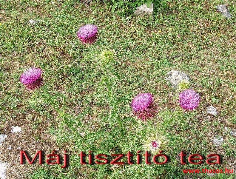 Jeep túra