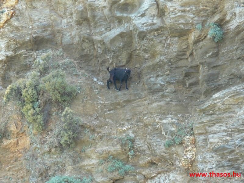 balazsh - 2007