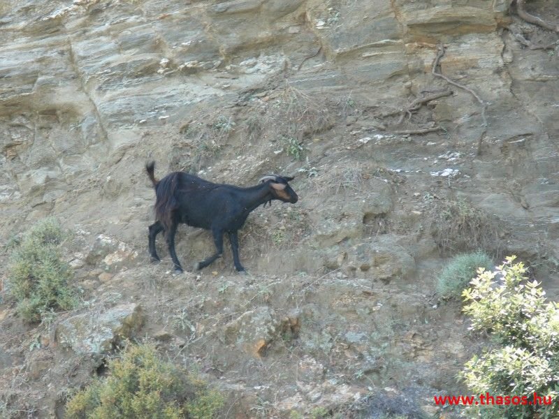 balazsh - 2007