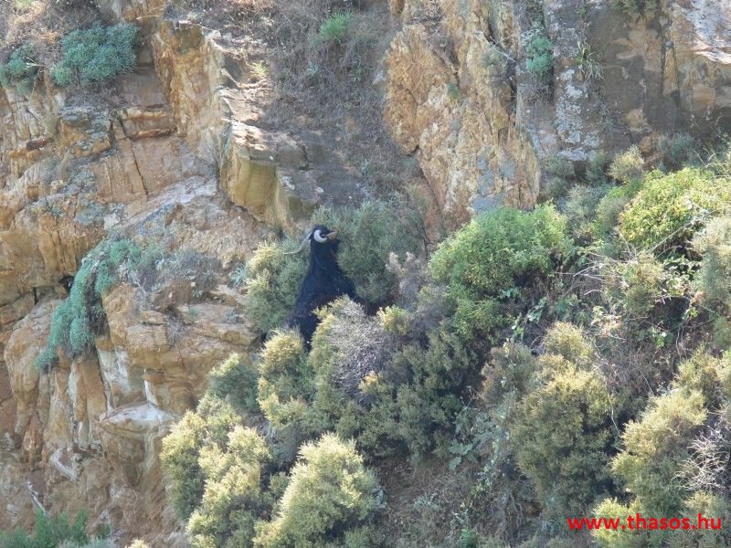 balazsh - 2007