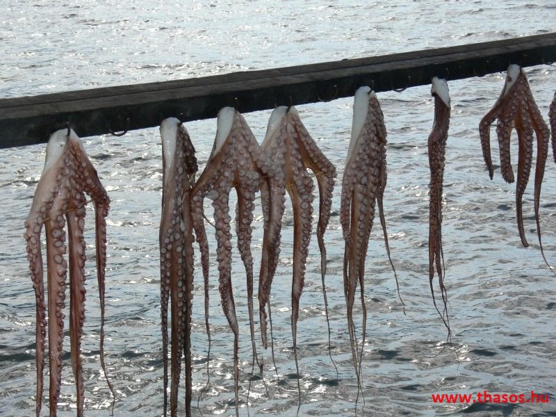 balazsh - 2007