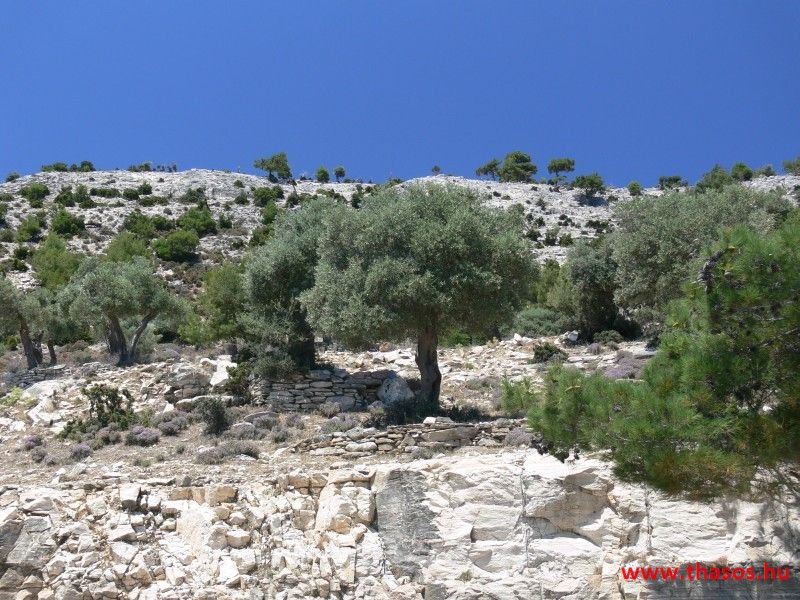 balazsh - 2007