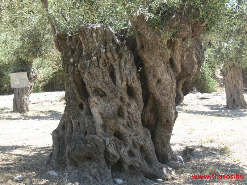 balazsh - 2007