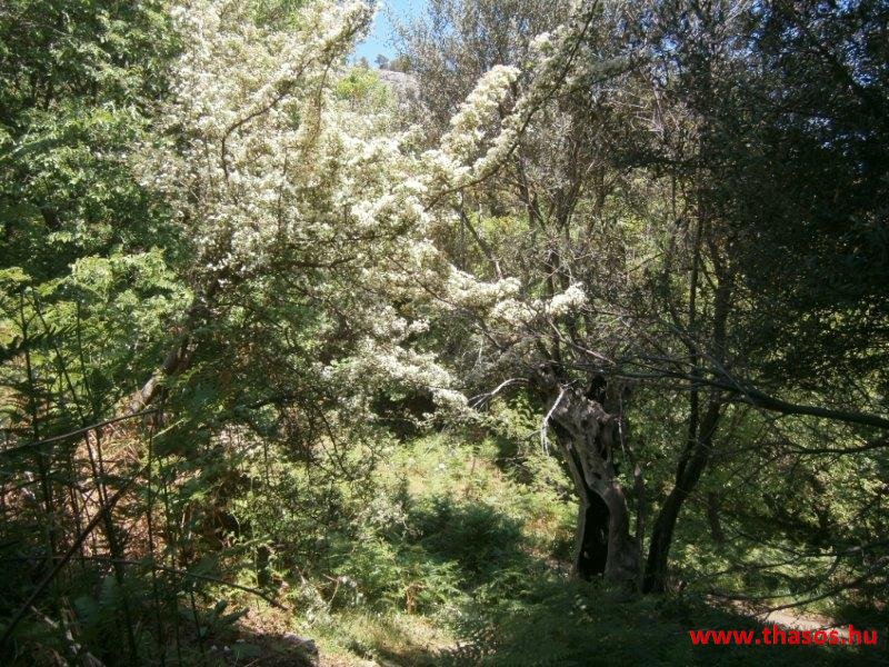 paleohori_osi_falu_46