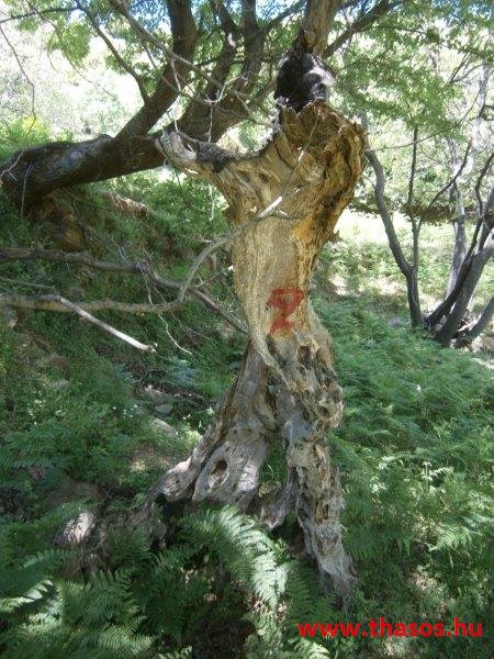 paleohori_osi_falu_52