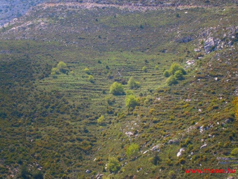 paleohori_osi_falu_62