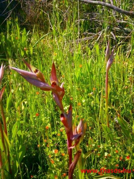 paleohori_osi_falu_69