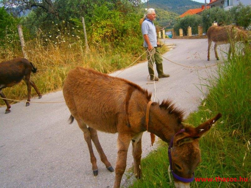 Pános otthonában - Szigetkörbe kirándulás 2015