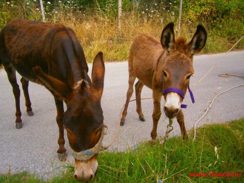 Pános otthonában - Szigetkörbe kirándulás 2015