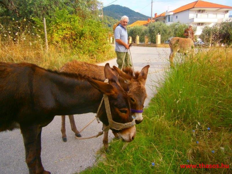 Pános otthonában - Szigetkörbe kirándulás 2015